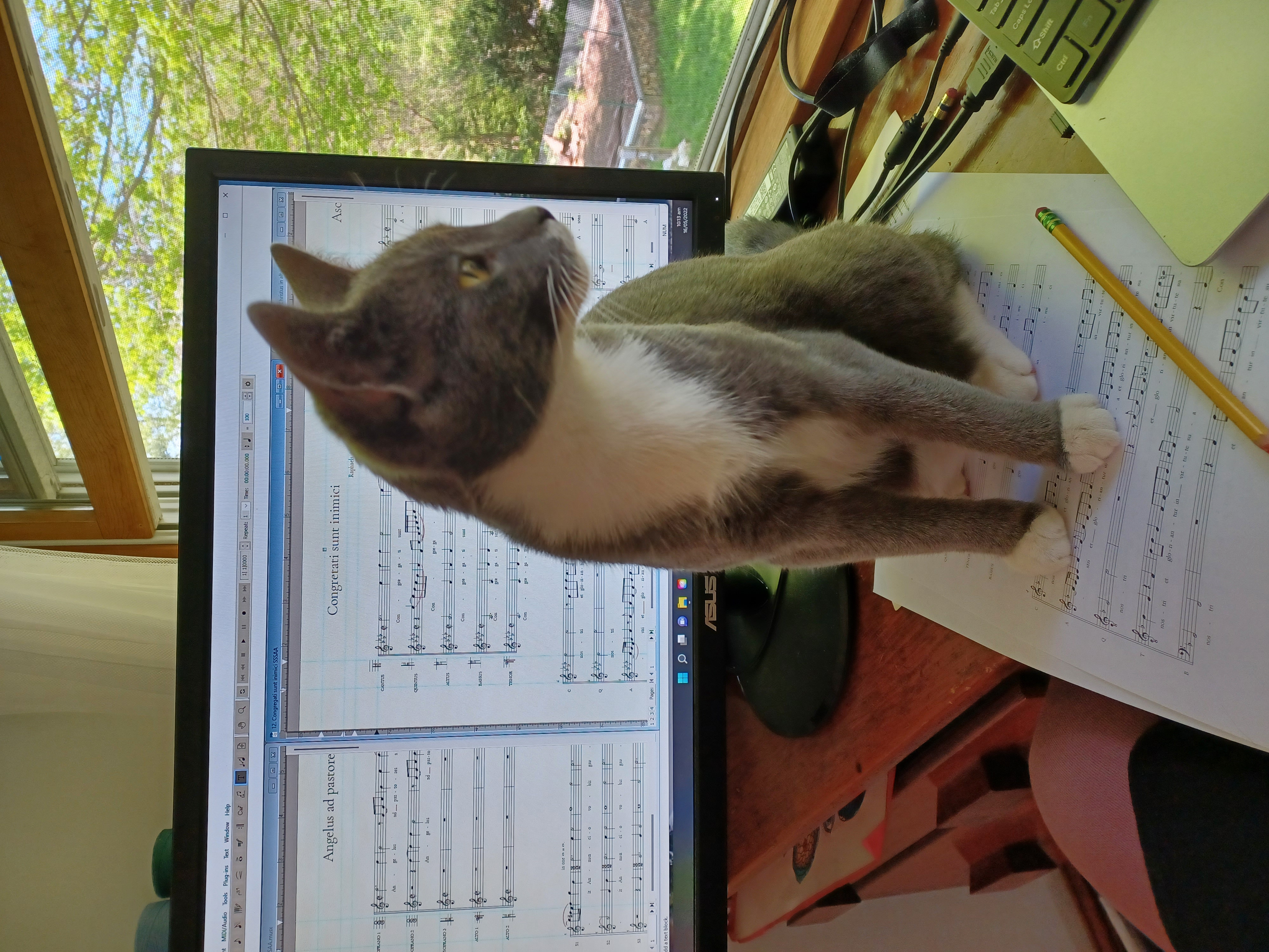 small gray cat sitting on top of a desk with sheet music and pencil under her paws. There's a computer screen behind the cat showing music notation software being edited.